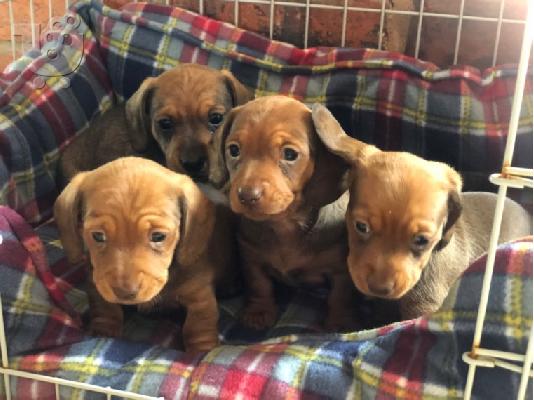 PoulaTo: Μινιατούρα Dachshunds